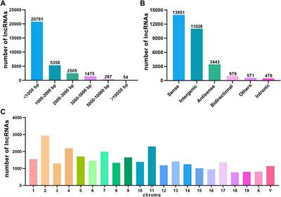 Comprehensive Analysis of lncRNAs, miRNAs and mRNAs in Mouse Hippocampus With Hepatic Encephalopathy